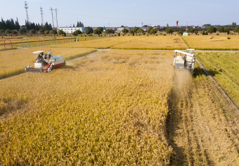 雁江马蹄湾 5700 亩高标准农田丰收在望 粮经复合模式促增收